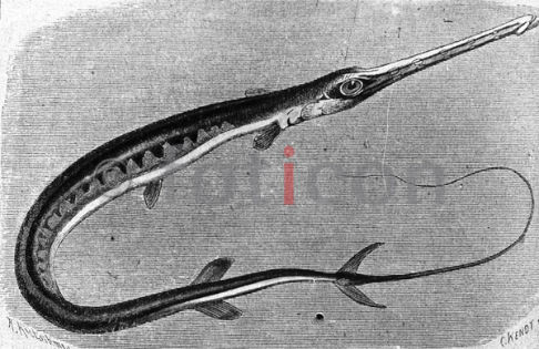 Blaupunkt-Flötenfisch | flute fish (foticon-600-simon-meer-363-052-sw.jpg)